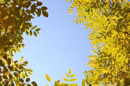 Autumn Leavesの写真素材