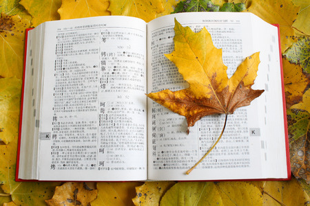 autumn leafの写真素材