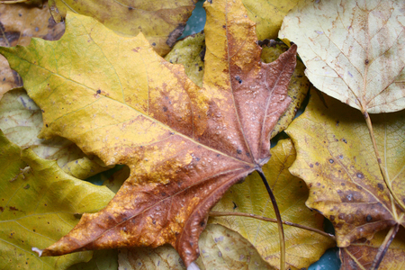 Autumn leavesの写真素材