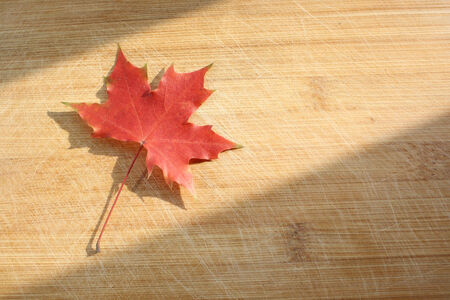 Maple Leafの写真素材