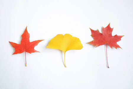 Maple and ginkgo bilobaの写真素材