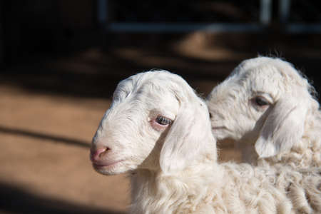 Cute Lambs Togetherの写真素材