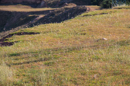 Grassの写真素材