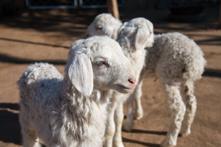 Cute Lambs Together