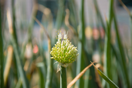 Onion Flowerの写真素材