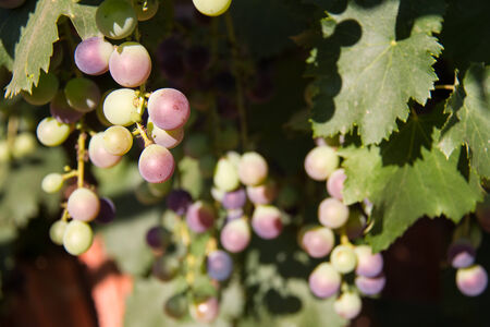 ripe grapes