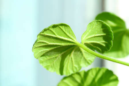 begonia leafの写真素材