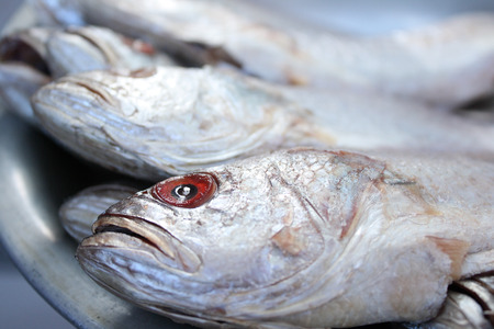 Croakerの写真素材