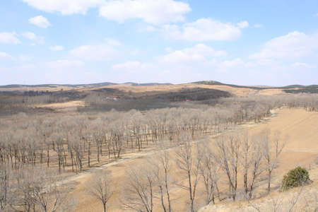 Forestの写真素材