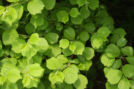 Fresh leaves