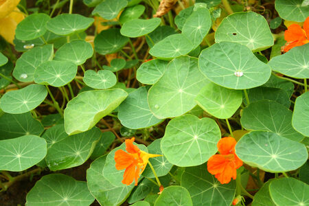 Lotus leavesの写真素材