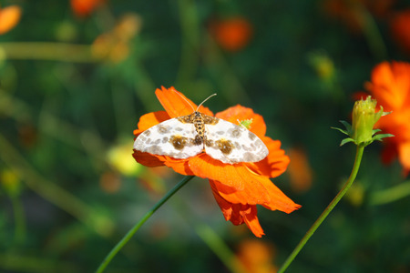 Butterfly on orange flowerの写真素材