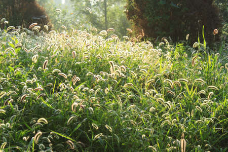 Foxtail grassの写真素材