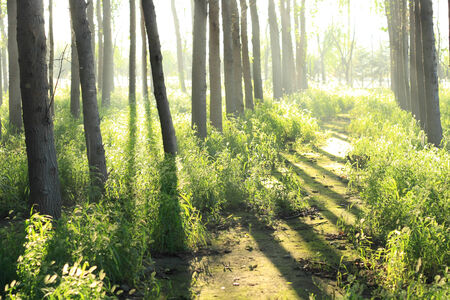 Morning sunlight