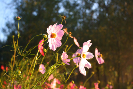 Pink Cosmosの写真素材