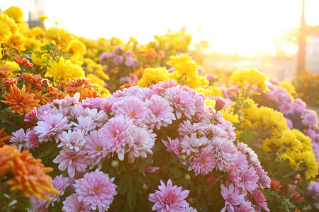 Chrysanthemums