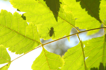 Green leaf and shadow of fly.