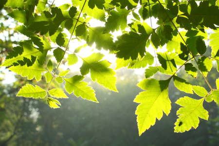 Sun and leaves