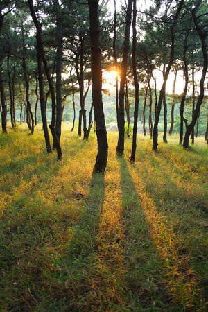 Pine Forestの写真素材