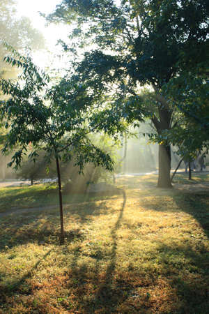 Morning sunlight falls on parkの写真素材