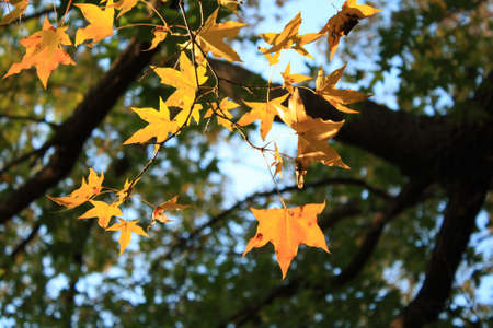 maple leaves