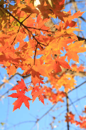 autumn maple leaves