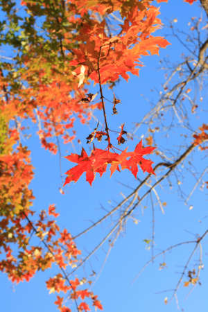 autumn maple leaves