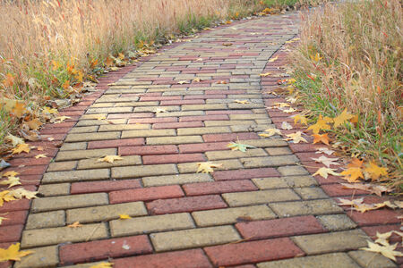 autumn dry leaves
