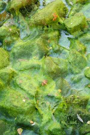 Fallen Leaves on Algae
