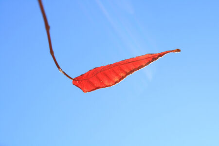 Red Leavesの写真素材