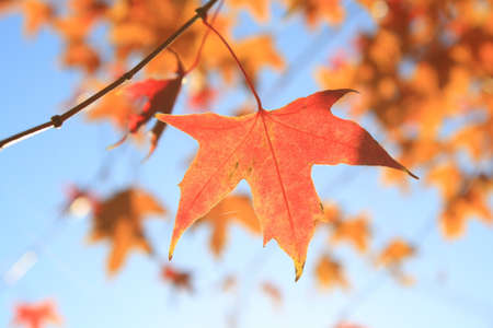 autumn maple leaves