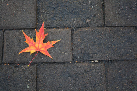 fallen leaves