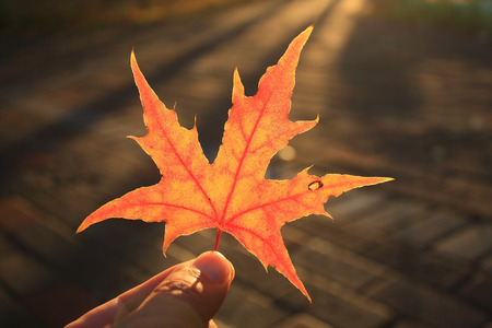 red autumn leafの写真素材
