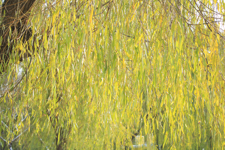Winter Willow