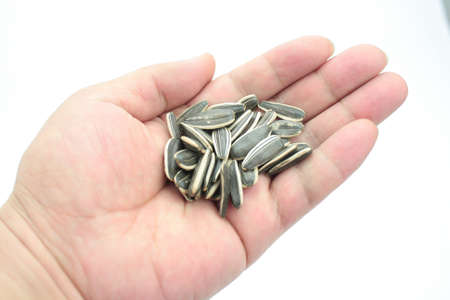 Sunflower Seedの写真素材