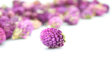 Dried gomphrena flowersの写真素材