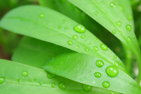 Green Foliage and rain dropsの写真素材