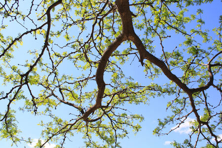 Tree Canopy