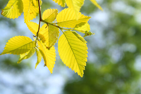 Fresh Leavesの写真素材