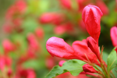 Red flower budsの写真素材