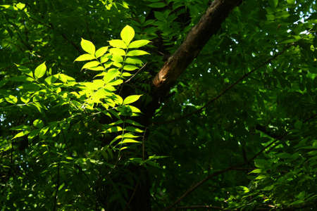Fresh Leaves
