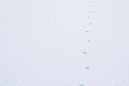 Animal footprints