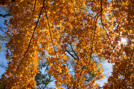 Autumn maple leaves