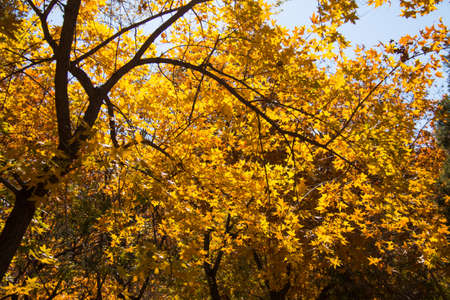 Autumn maple leaves