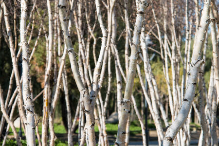 birch trees
