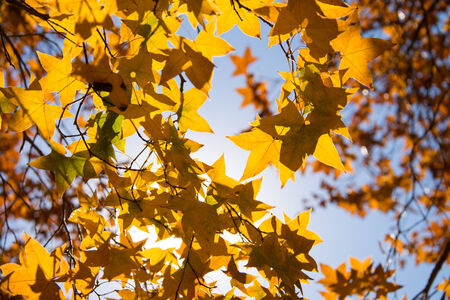 Autumn maple leaves