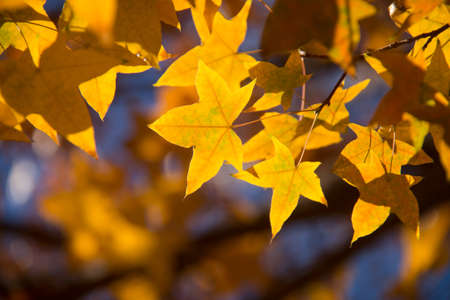 Autumn maple leavesの写真素材