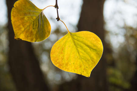 autumn leavesの写真素材