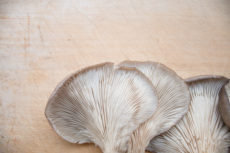 Mushroomの写真素材