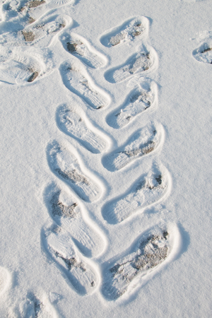 footprints in snowの写真素材